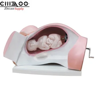 

Medical Training Childbirth Model Delivery Course Model
