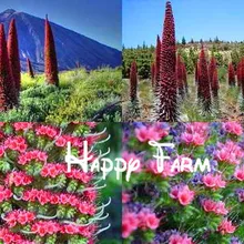 Редкий Цветочный бонсай Roter Teide Natternkopf-Echium wildpretii-50 Samen-дерево растения-башня драгоценностей Дом и сад