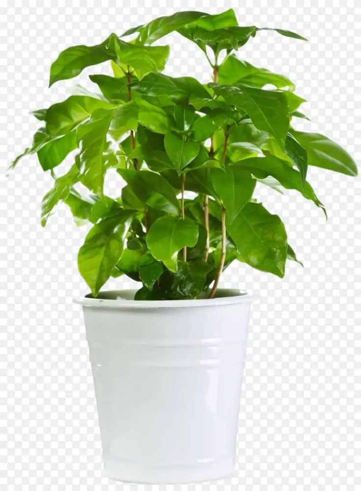 室内植物花盆缬草肉质植物png图片素材免费下载_图片编号1070814-png