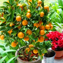 Time-Limit!10pcs/bag Balcony Patio Potted Fruit Trees Planted bonsai Kumquat garden Orange flores Tangerine Citrus,#U9TUMQ
