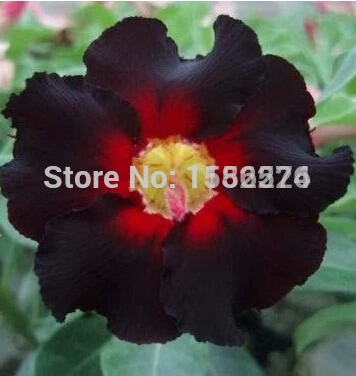 5 шт красочные Свежие Редкие Adenium Obesum S( подлинный