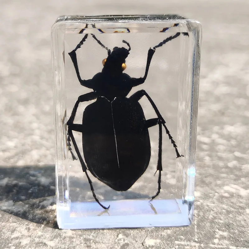 mini cow figurines New real insect specimen transparent resin spider autumn beetle scorpion wasp miniature owl figurines Figurines & Miniatures