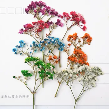 

8pcs/Bag Mix Pressed Flower Small Dried Flowers Gypsophila for Soap Candle Making Decoration DIY Ornament Scrapbooking