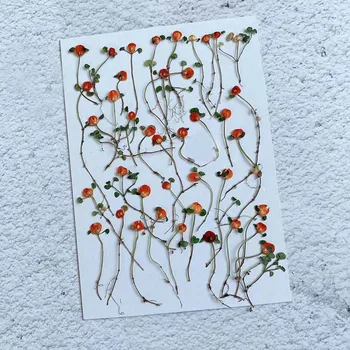 

60pcs Pressed Dried Orange Fruits with Stalk Flower Plant Herbarium For Jewelry Postcard Bookmark Invatation Card DIY Making