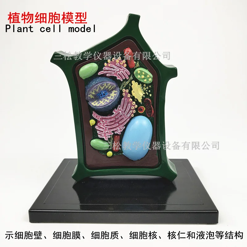 

plant cell Molecular Structure model Plant anatomy teaching model free shipping