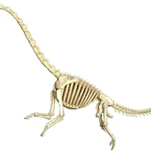 4D мастер Обучающие собранные игрушки Животное Динозавр Брахиозавр орган, анатомия медицина для обучения модель