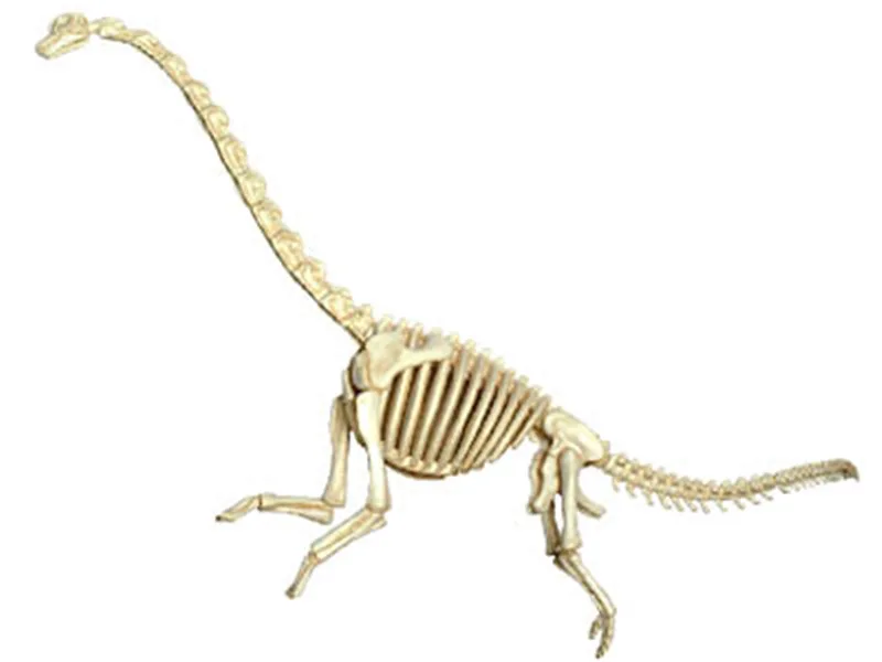 

4D MASTER Educational Assembled Toys Animal Dinosaur Brachiosaurus Organ Anatomy Medicine for Teaching Model