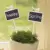 20шт Деревянная Классная Доска Blackboard Eco-Friendly Succulent Plant Label Flower Marker Thick Tag Label Mark For Home Decoration
