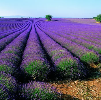 

Lavender seed, vanilla seed, garden balcony potted flower seed, plant flower grass seed flower seed