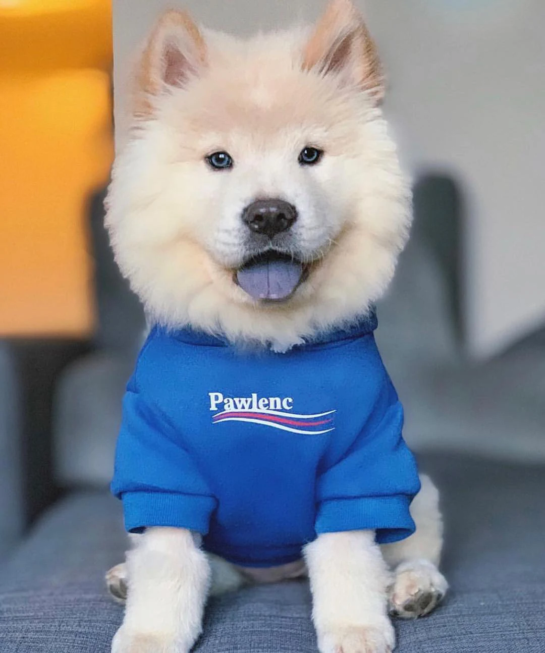 Французская одежда для бульдога собака толстовка Adidog теплая спортивная ретро для собак Толстовка с капюшоном Домашние животные одежда для щенков и Собак Мопс щенок одежда чихуахуа