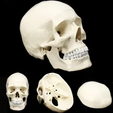 Модель черепа, анатомическая модель головы человека, медицинская модель черепа, анатомическая голова человека, учебная анатомия, учебные материалы
