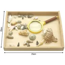 

Seashell Observation Kids Educational with Magnifying Glass Classroom Sea Animal Montessori for Babies