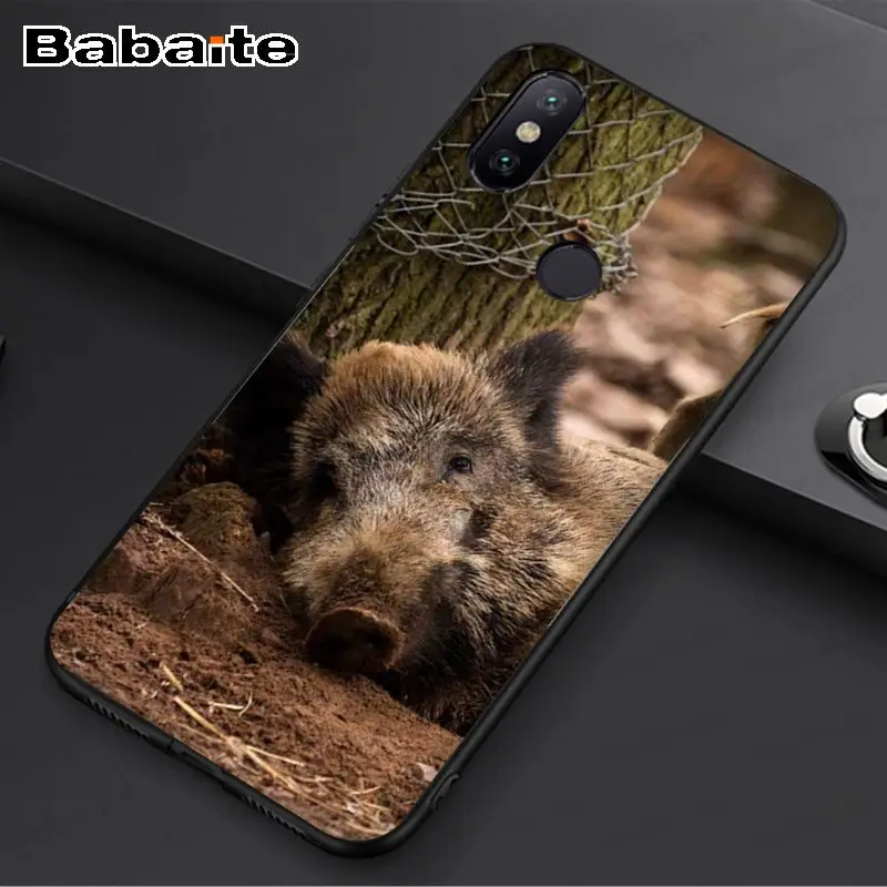 Wild Boar pig animal