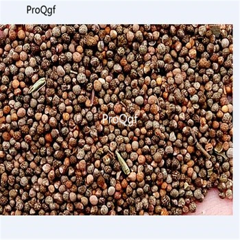 

Ngryise 8000pcs Perilla frutescens
