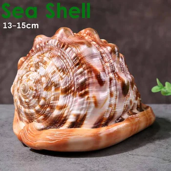 

Natural Shell Crafts Large Mouth Helmet Conch Indian Coral Seashells Ornament Photography Props Fish Tank Decor Home Collectible