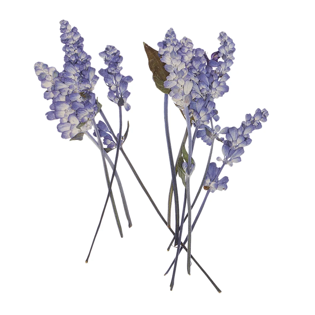 10pcs Natural Pressed Dried Flowers Sage Flowers For Scrapbooking Art Craft DIY Wedding Cards Phone Case Home Decors Purple