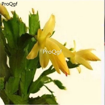

Ngryise 5Pcs A Set Zygocactus truncatus