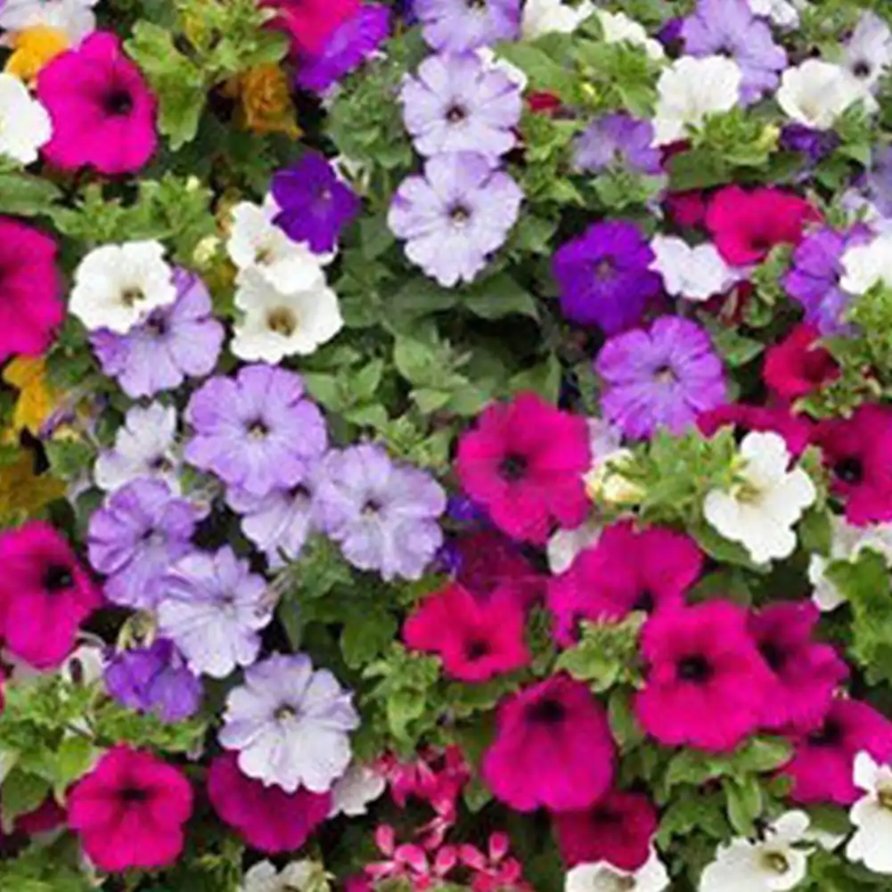 100pcs Petunia Seeds Bonsai Flower Seeds Plant Ornamental For Home