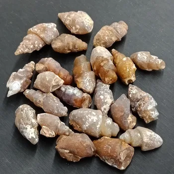 

dhxyzb 100-200g Natural Conch fossils Specimen Jade snails fossil Original stone Crystal grave Quartz Mineral teaching Decor