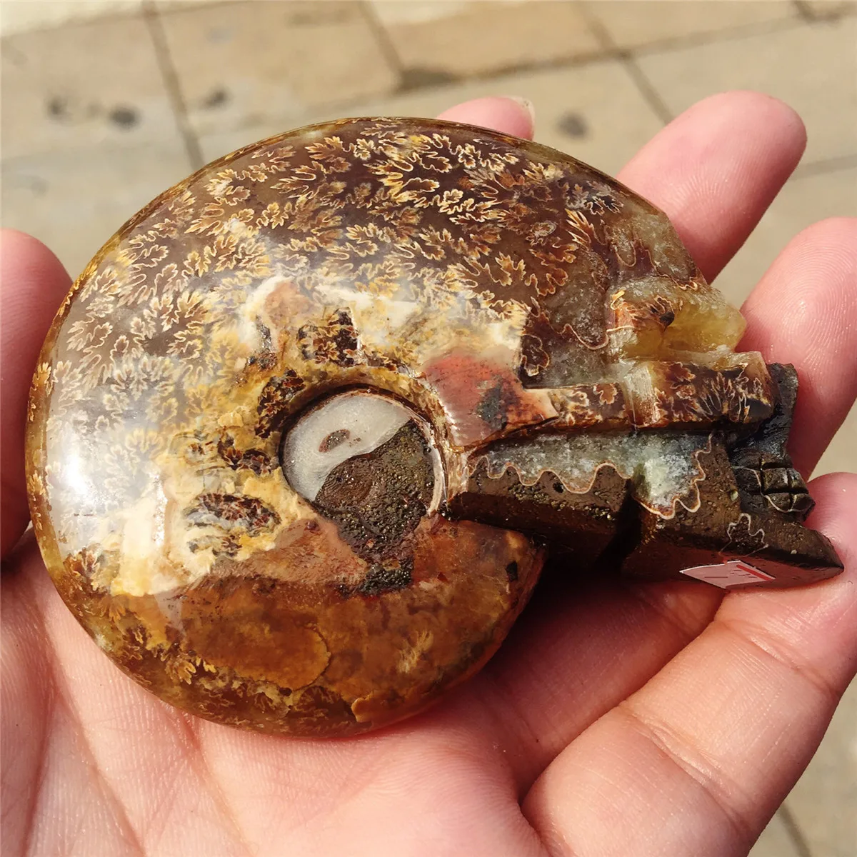 Настоящий аммонит fossil резной череп Хрустальный резной череп Улитка shell fossil Рождественский подарок ручной работы