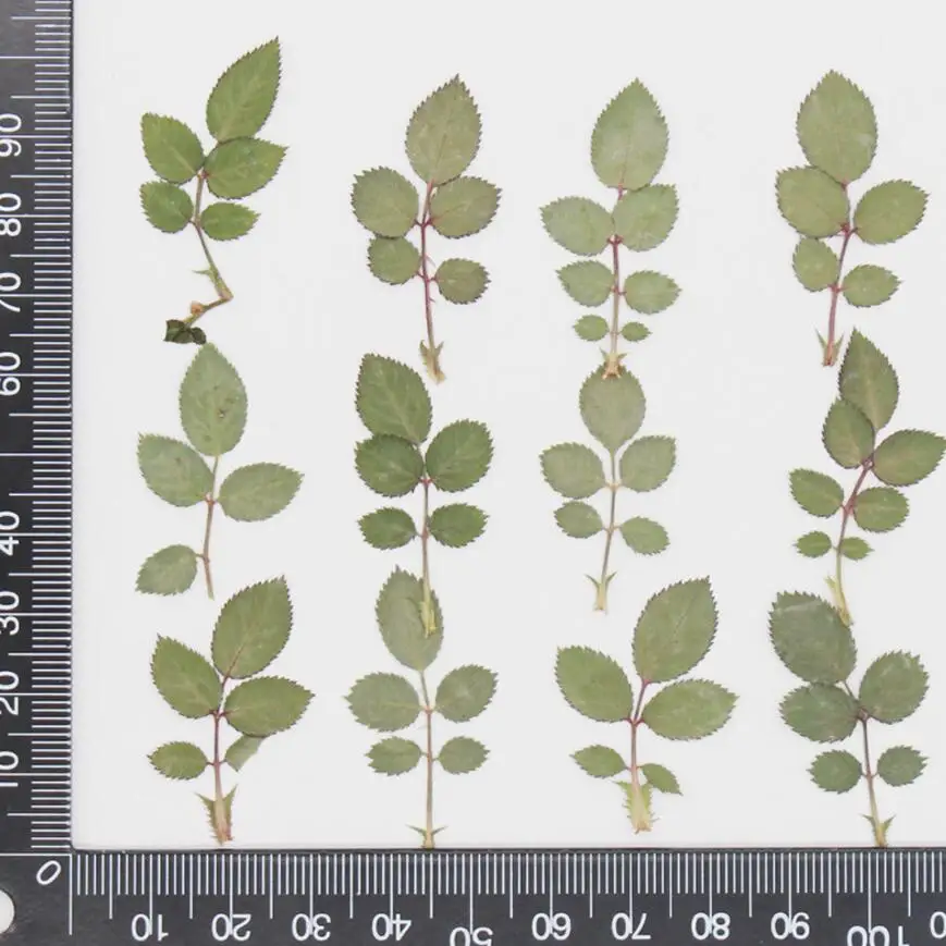 60 шт. прессованный высушенный листья RoseLeaf цветок растения Гербария для изготовления ювелирных изделий рамка для открытки чехол для телефона лицо макияж ремесло DIY