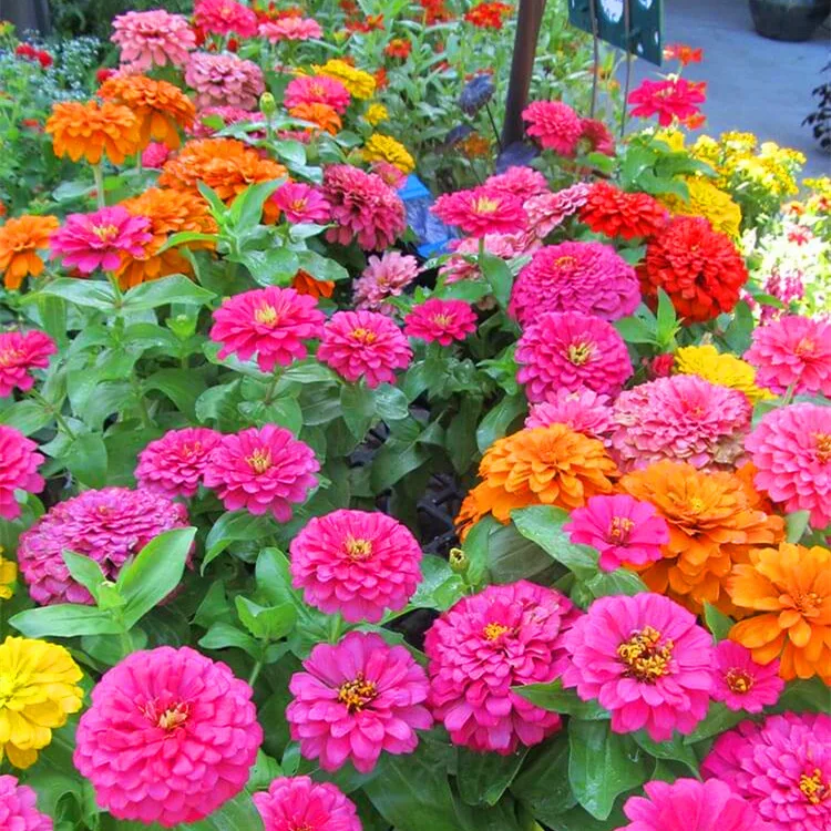 

200 Seeds Zinnia Flower Colorful double-petaled zinnia flower seeds Four Seasons Blossom Zinnia Seed Garden Outdoor