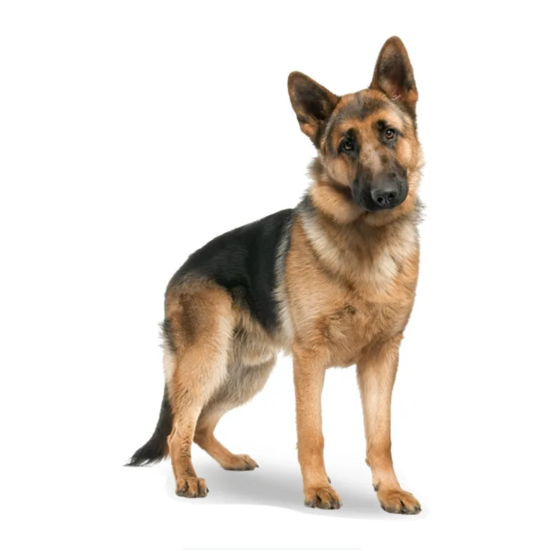 

Funny Car Stickers German Shepherd on Board Waterproof Sunscreen Bumper Windshield Boot Decals PVC 13cm X 20cm