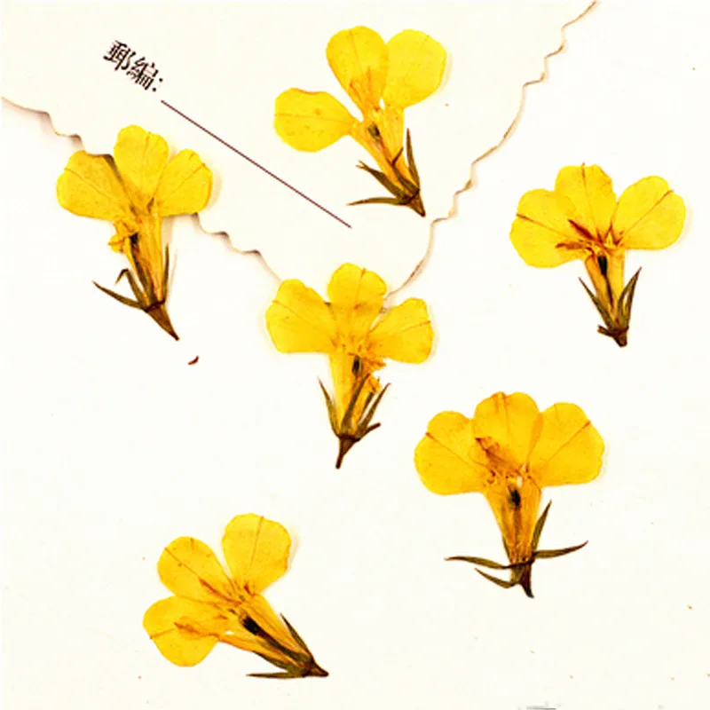 Dye Yellow Маленький высушенный прессованный цветок голубой Lobelia настоящие растения для DIY полимерный браслет 120 шт - Цвет: Dye Yellow