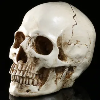 

xHalloween Decorative Skull Highly Simulated Human Skull Model Resin Skull Head Tricky Props For Skull Head Brown Red