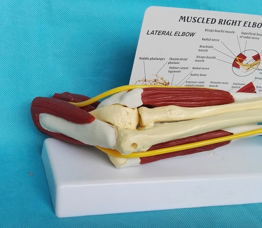 1:1 Human muscle Right Elbow Adult Arm of Upper Limb Bone Arm and Hand Bone Medical Science School Teaching Supplies
