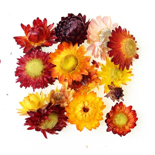 DALARAN 3 Pack Dried Pressed Flowers for Resin and Candle Making Multiple  Natural Pressed Flowers Colorful Decorative Dried Flow