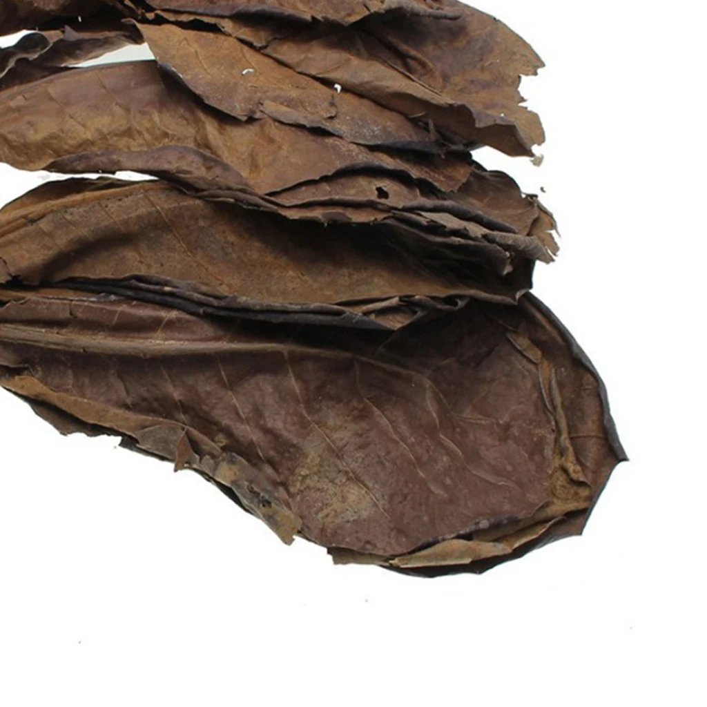 10pcs Indian Almond Leaves for Betta, Induce Breeding and Boost Immunity, Reduce Stress, No Toxic , Easy to Use