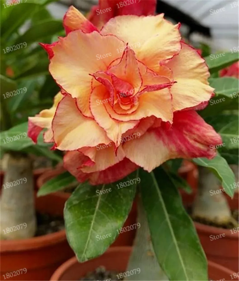 11 Настоящий Adenium obesum flores, 12 шт., растения в виде Розы в пустыне, 100 видов смешанных бонсай, многолетние растения для дома и сада - Цвет: 11