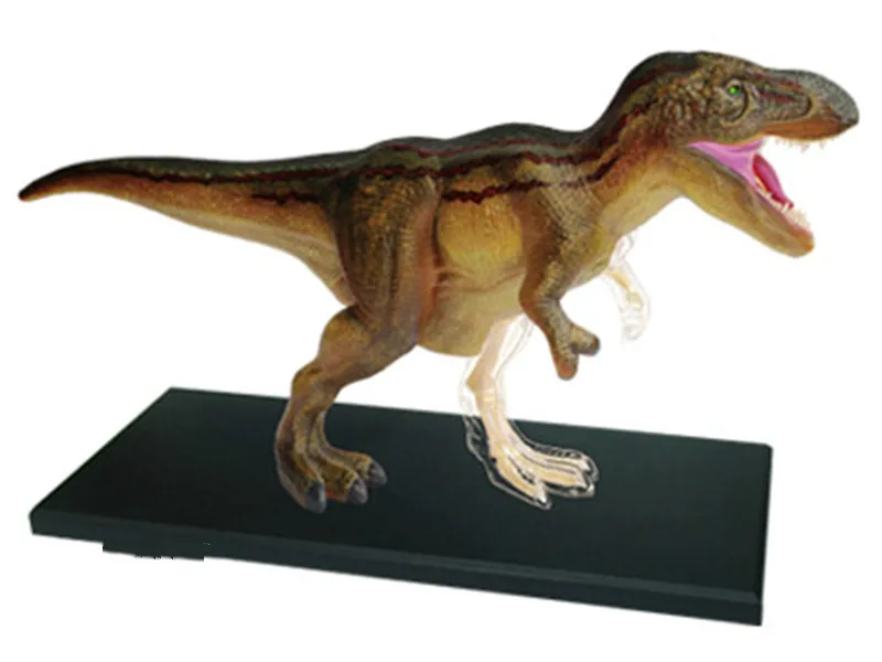 

Animal Biology Dinosaur organ anatomical model medical teaching model Tyrannosaurus 4d master puzzle Assembling toy