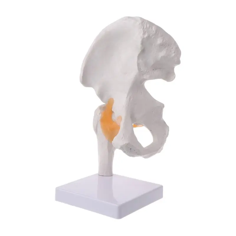 

Жизнь Размеры связка тазобедренного сустава медицинская анатомическая модель обучение скелету инструмент