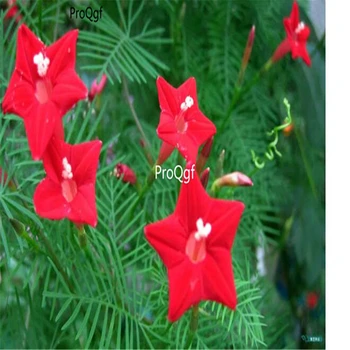 

Ngryise 1000Pcs Quamoclit pennata climbing