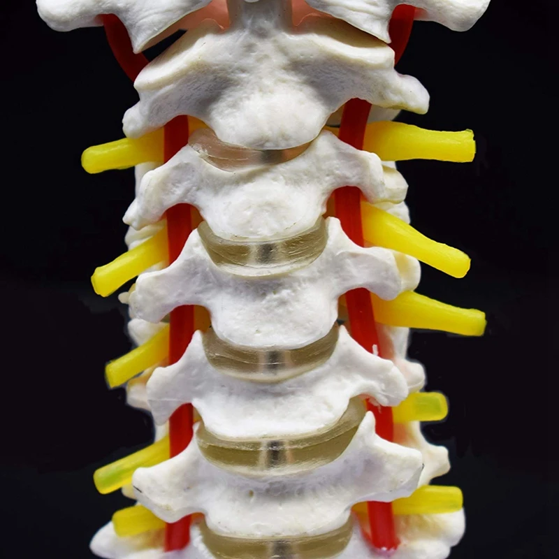 Cervical Vertebra Arteria Spine Spinal Nerves Anatomical Model Anatomy for Science Classroom Study Display Teaching Medical Mo