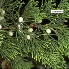 Эфирное масло Кедрового дерева, успокаивает и балансирует дух, улучшает жирную кожу и очищает от перхоти, очищает кожу