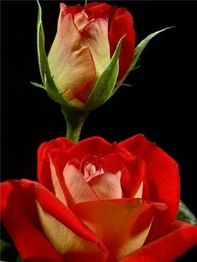 

Diamond Painting Flowers Rose Cross Stitch Diamond Embroidery Flower Display 5D DIY Full Round Home Room Decoration