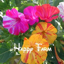 Цветочный бонсай портфель Mirabilis jalapa, красочные с ароматом жасмина; растения для дома и сада 20 шт./пакет