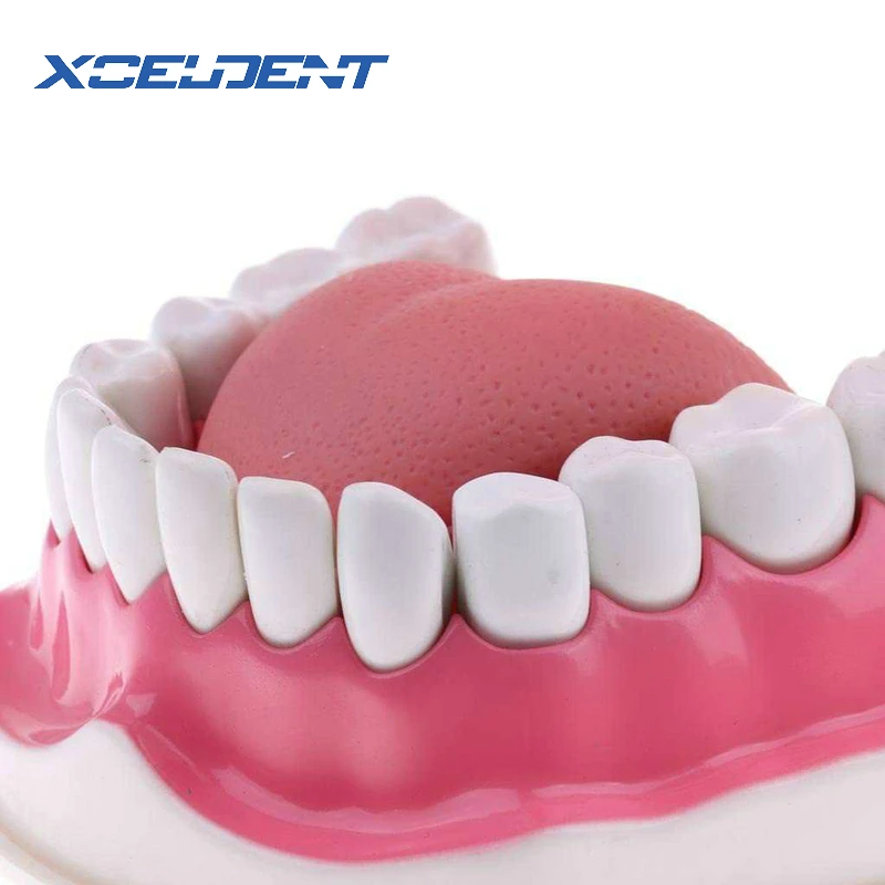 teeth model brush teaching models Removable Lower TeethDental Adult standard oral modelearly Educat - 32914787839