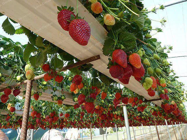 500 шт альпинистские красные Клубничные бонсай очень большие и вкусные Heirloom овощи и фрукты бонсай Крипер завод