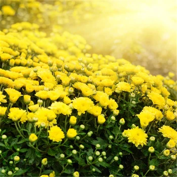 

140Pcs Colorful Flower Plant Bath Salts Beautiful Calliopsis Flowers Essence MLXH-16-D