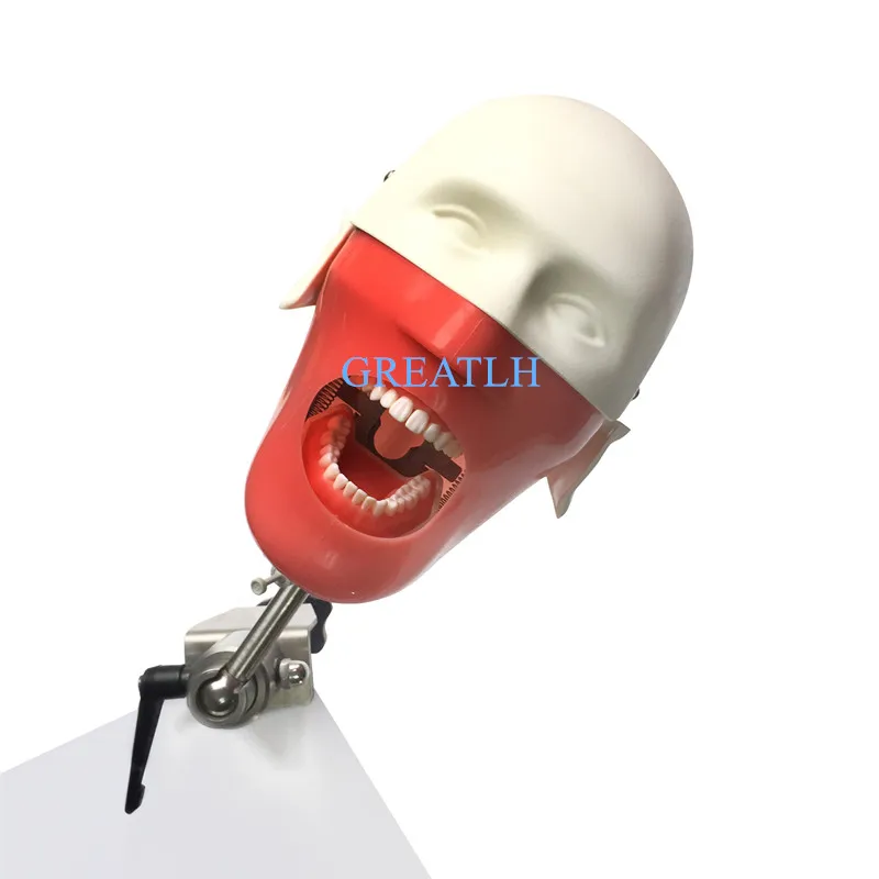 US $364.32 Dental Training Phantom Head Simulation Teeth Model Dentist Education Practice Head Model Dental Teaching Model