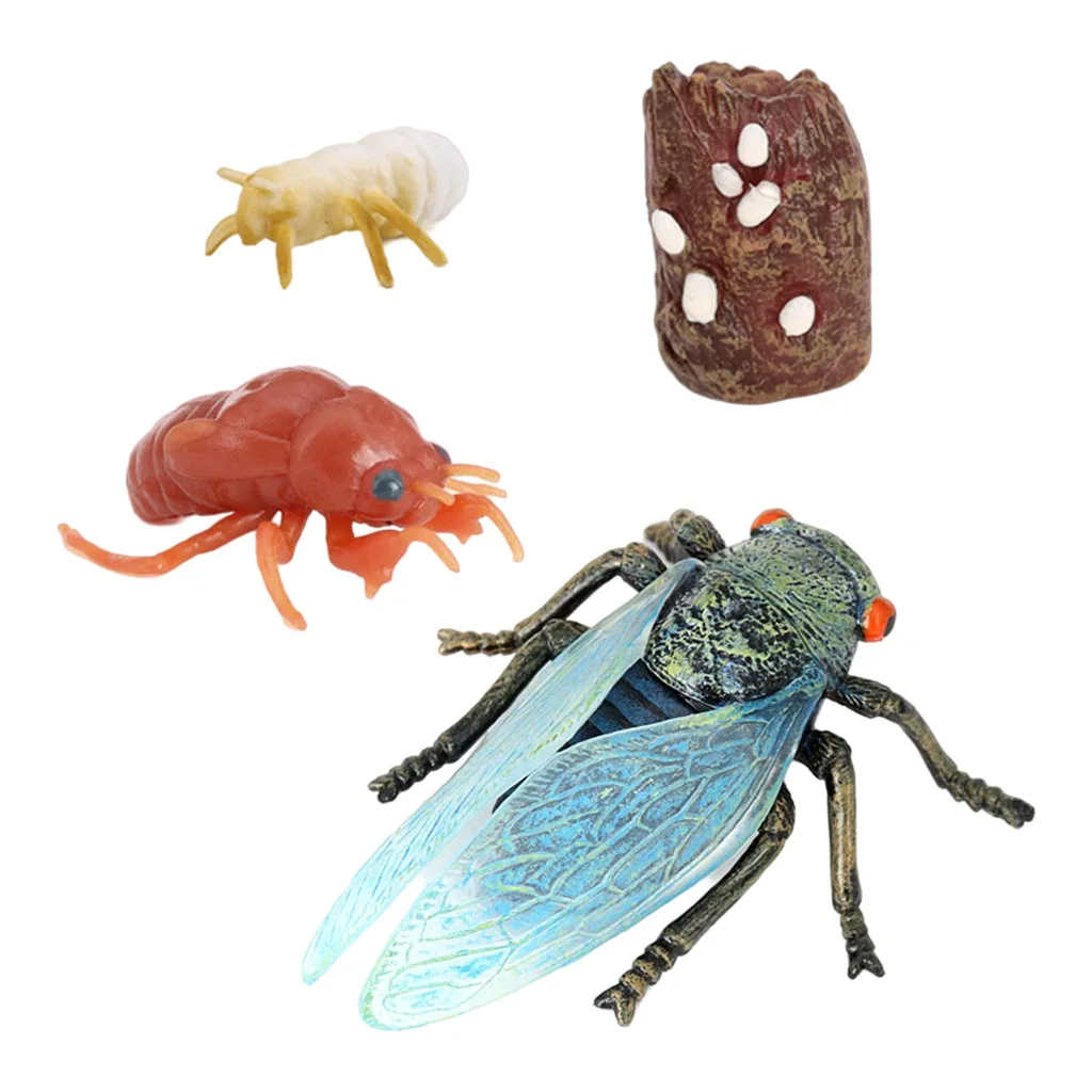 4 Piece Life Cycle Figures Insects Plastic Cicada Toy Figure Authentic Hand Painted Model Education Toy