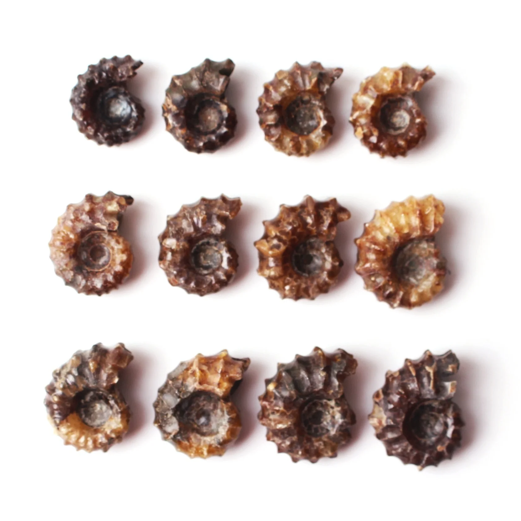 1 шт. натуральный аммонит ископаемый минерал образец коллекционный подарок из