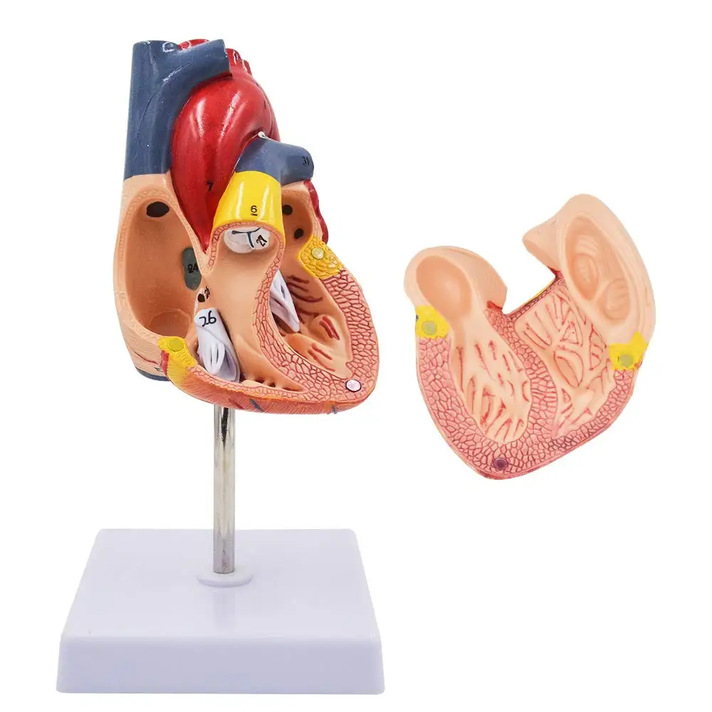1:1 Human Heart Model Life Size Cardiac Anatomical Teaching Models for Science Classroom and Cardiology Study |