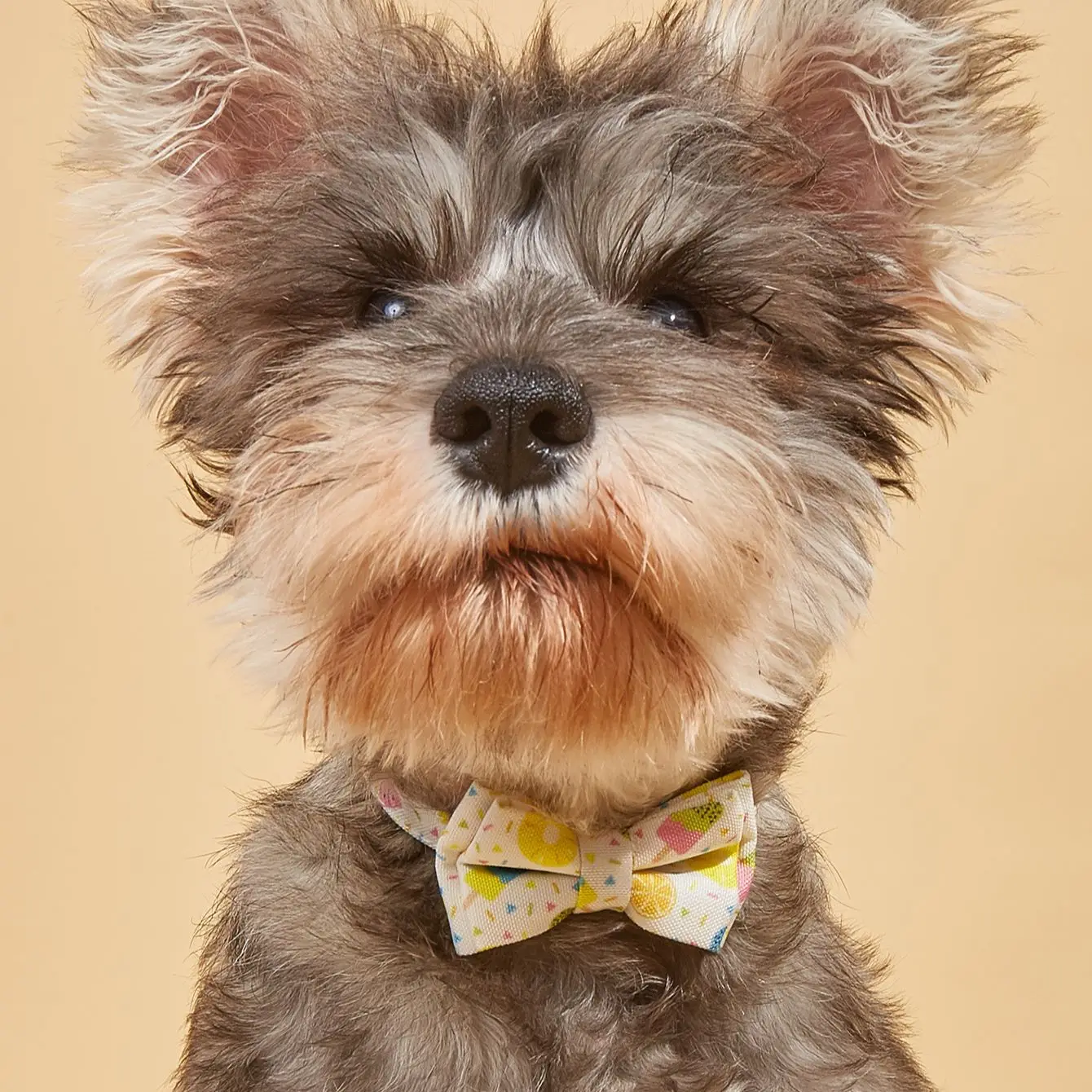 

Pet Collar ,Dog necklet ,Durable and comfortable cotton collar, Adjustable size or leash for dogs and cats