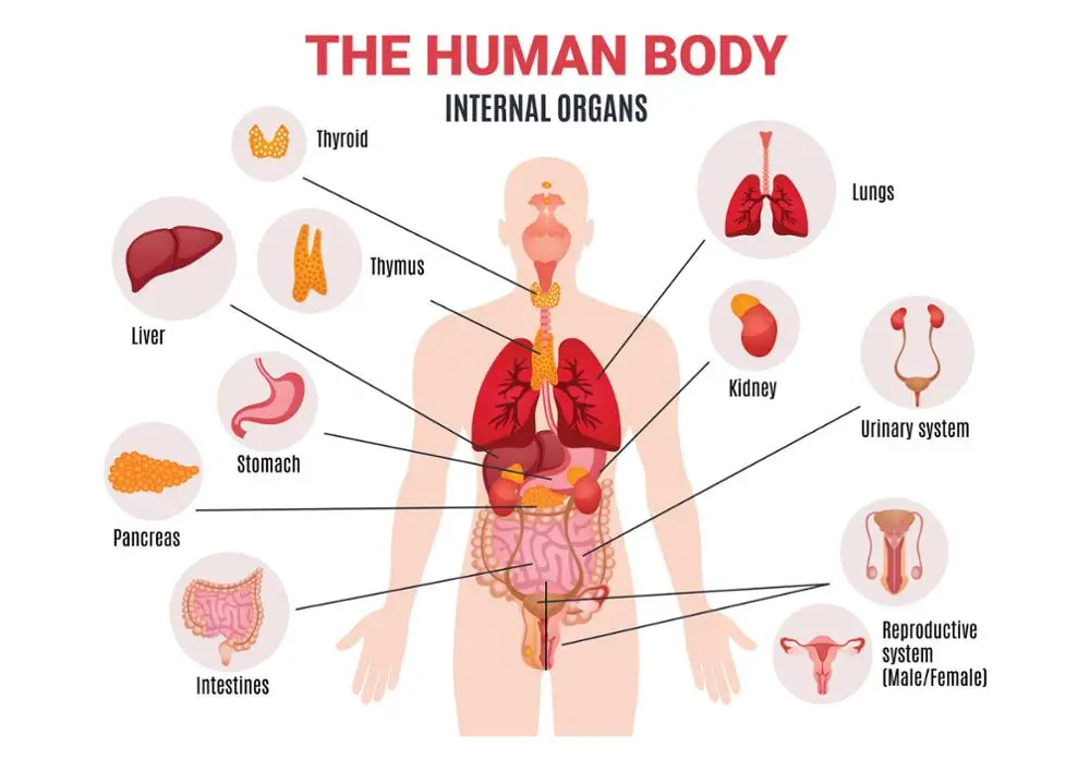 Human organs. Внутренние органы. Название органов человека. Внутренние органы плакат. Внутренние органы человека.