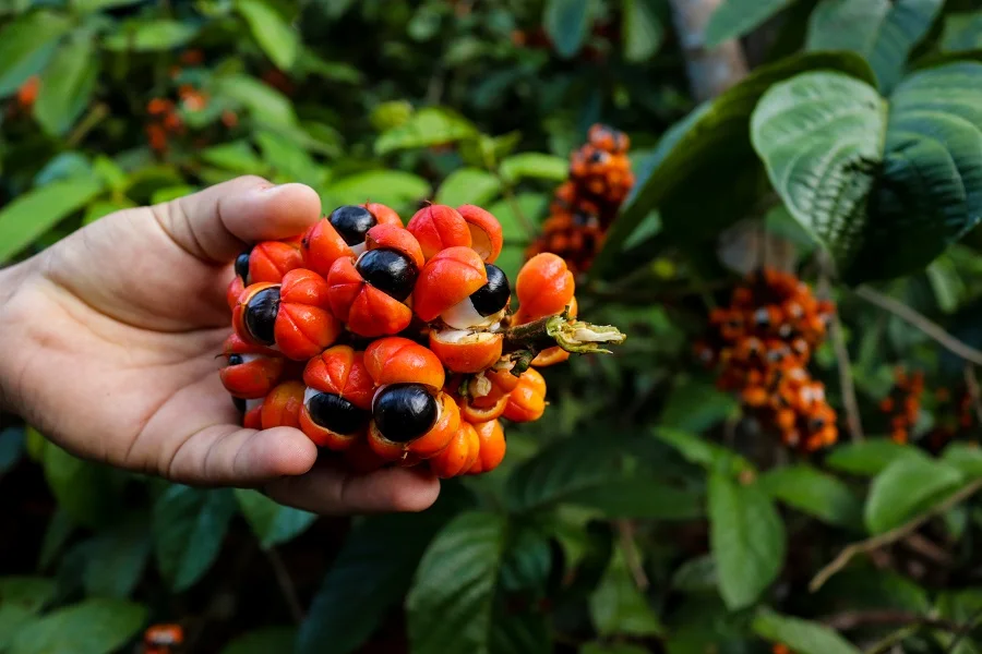 10 шт. Guarana супер фрукты тонкий для похудения потери сжигания живота сжигатель целюллитного жира Пластыри для детоксикации диетические продукты
